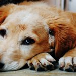 شش موردی که باعث حساسیت (آلرژی) در حیوانات خانگی میشود